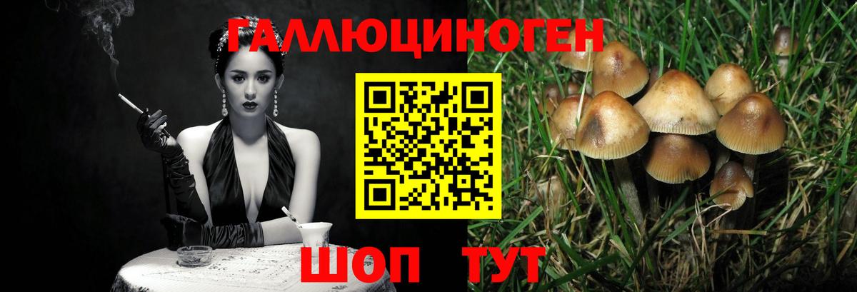 Долгопрудный  Псилоцибиновые грибы Psilocybine cubensis  Вход с VPN 